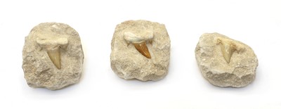 Lot 325 - Three Otodus shark teeth on rock