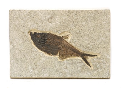 Lot 286 - A Diplomystus fish fossil
