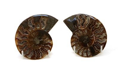 Lot 324 - A pair of Madagascan polished ammonite fossils