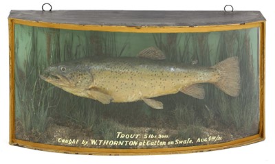 Lot 169 - Taxidermy: A trout (Salmo trutta)