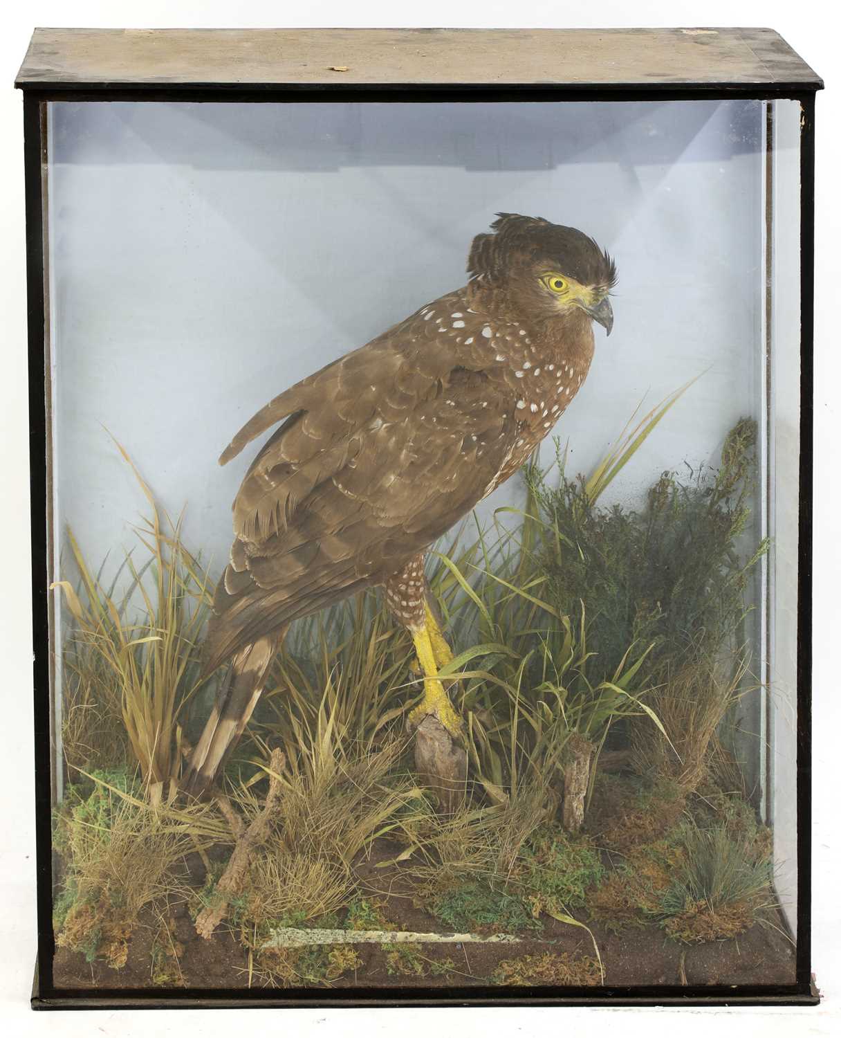 Lot 139 - Taxidermy: crested serpent eagle (Spilornis cheela)