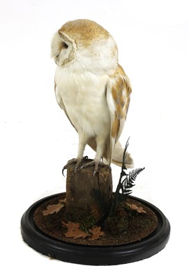 Lot 137 - Taxidermy: barn owl (Tyto alba)