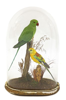Lot 128 - Taxidermy: rose-ringed parakeet (Psittacula krameri) and hybrid sun conure (Aratinga solstitialis)