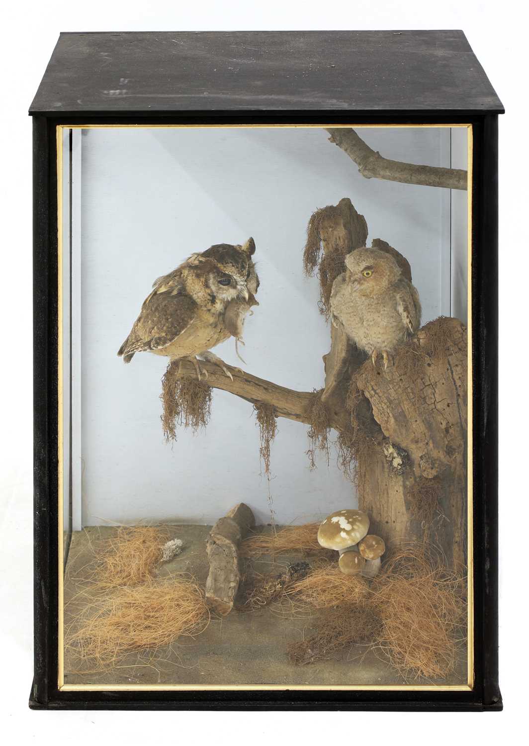 Lot 138 - Taxidermy: Indian scops owl (Otus bakkamoena)