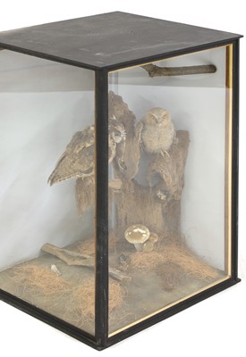 Lot 138 - Taxidermy: Indian scops owl (Otus bakkamoena)