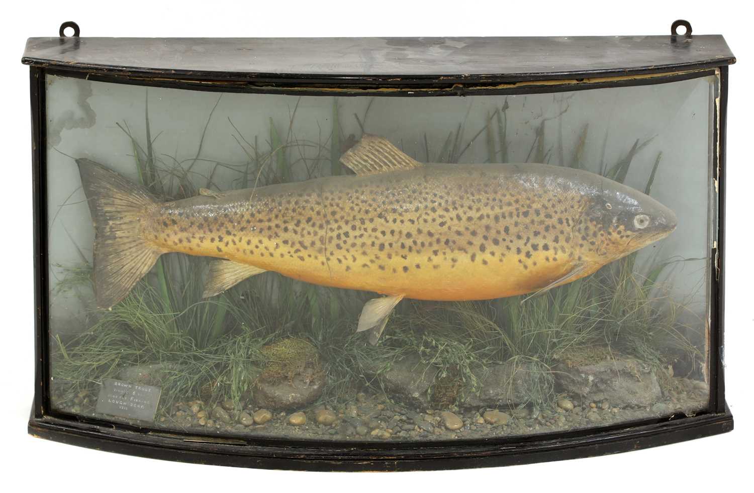 Lot 103 - Taxidermy: brown trout (Salmo trutta)