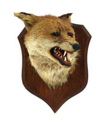 Lot 117 - Taxidermy: A fox mask by P Spicer