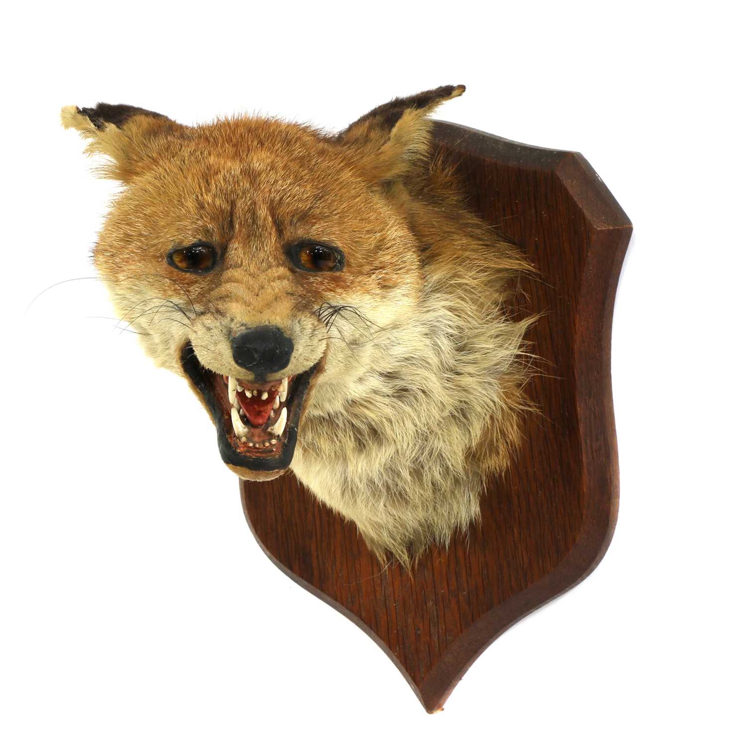 Lot 117 - Taxidermy: A fox mask by P Spicer