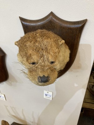 Lot 116 - Taxidermy: A dog otter mask