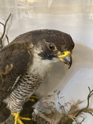 Lot 141 - Taxidermy: a pair of peregrine falcons (Falco peregrinus)