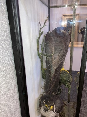 Lot 141 - Taxidermy: a pair of peregrine falcons (Falco peregrinus)