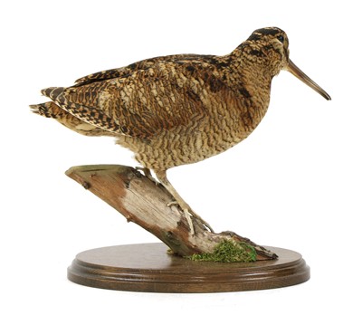 Lot 121 - Taxidermy: a woodcock (Scolopax rusticola)