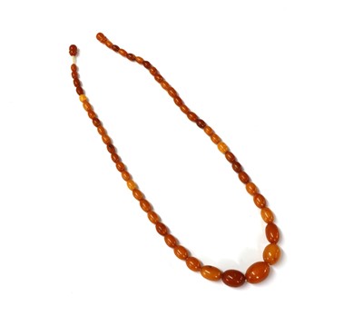 Lot 1240 - A single row graduated butterscotch amber bead necklace