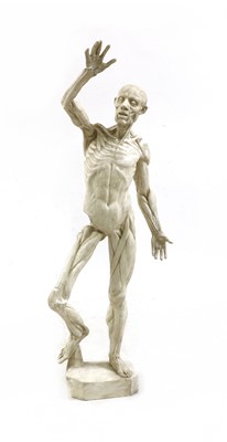 Lot 457 - A plaster anatomical model of a human
