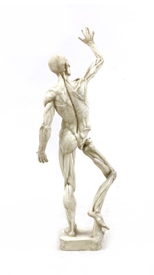 Lot 457 - A plaster anatomical model of a human
