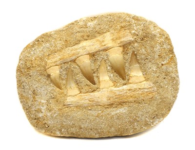 Lot 113 - A Mosasaur jaw on composite rock