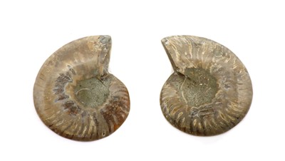Lot 126 - A pair of polished Madagascan ammonites