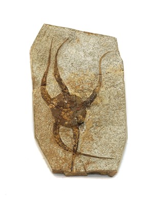 Lot 144 - A Brittle star fish fossil on rock