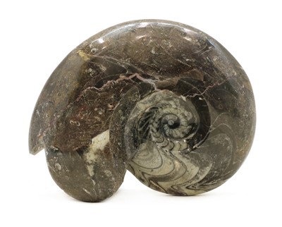 Lot 118 - A large polished goniatite ammonite