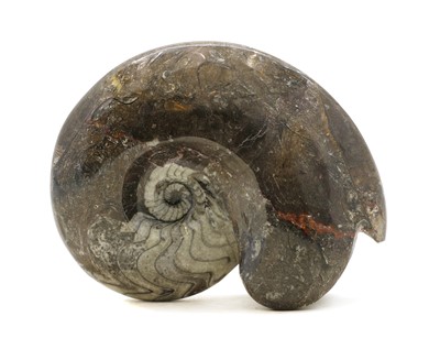 Lot 118 - A large polished goniatite ammonite