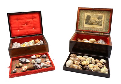 Lot 197 - A collection of 52 cowrie shells in two tiered boxes