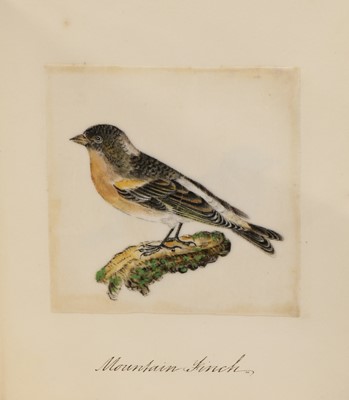 Lot 54 - An album with 58 hand-painted birds on rice paper
