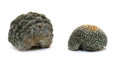 Lot 140 - A 'brain' coral segment