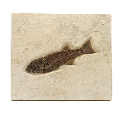 Lot 152 - A Diplomystus plate fossil