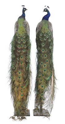 Lot 113 - An opposing pair of taxidermy peacocks