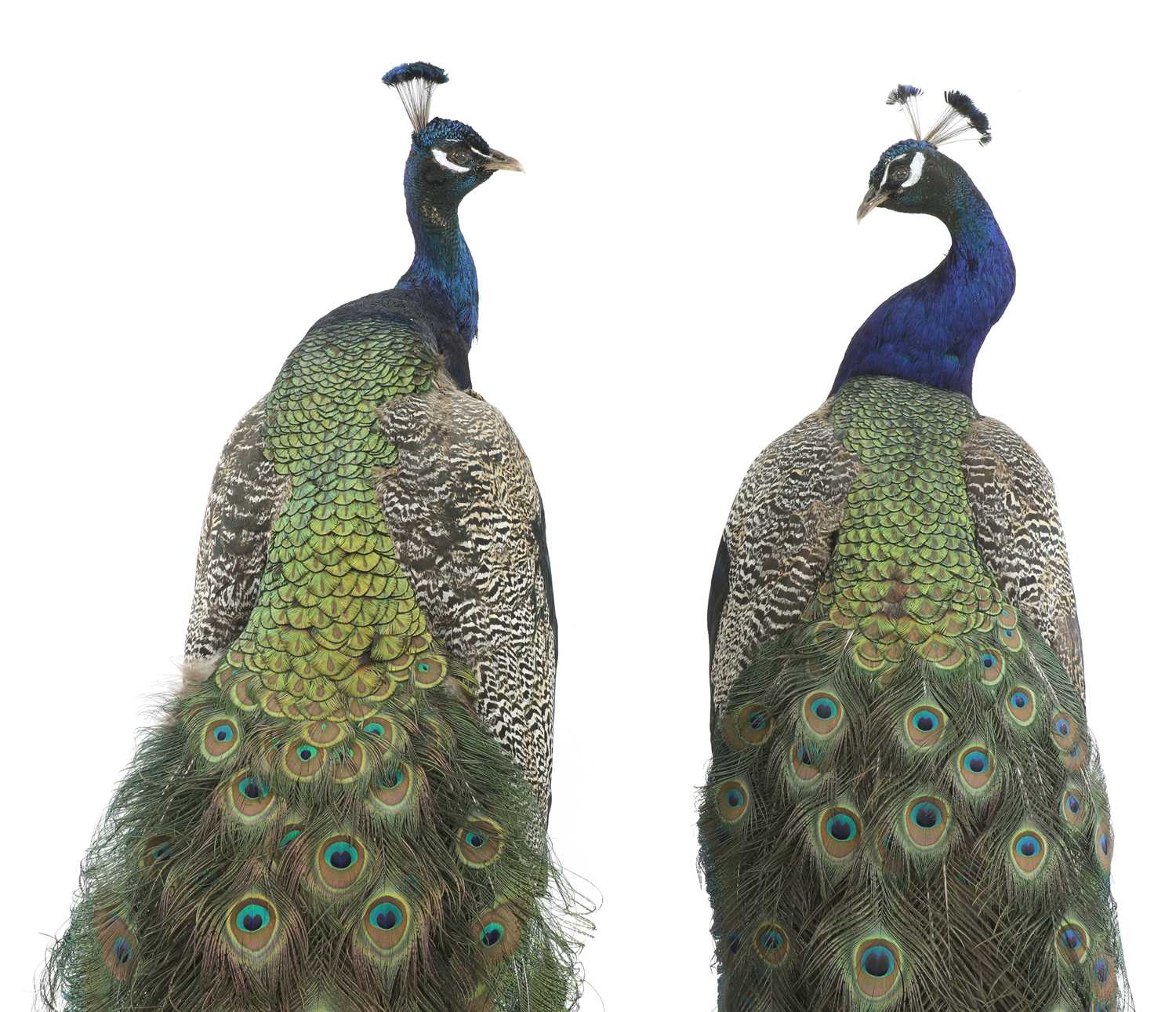 Lot 113 - An opposing pair of taxidermy peacocks