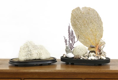 Lot 528 - A shell and coral Wunderkammer display