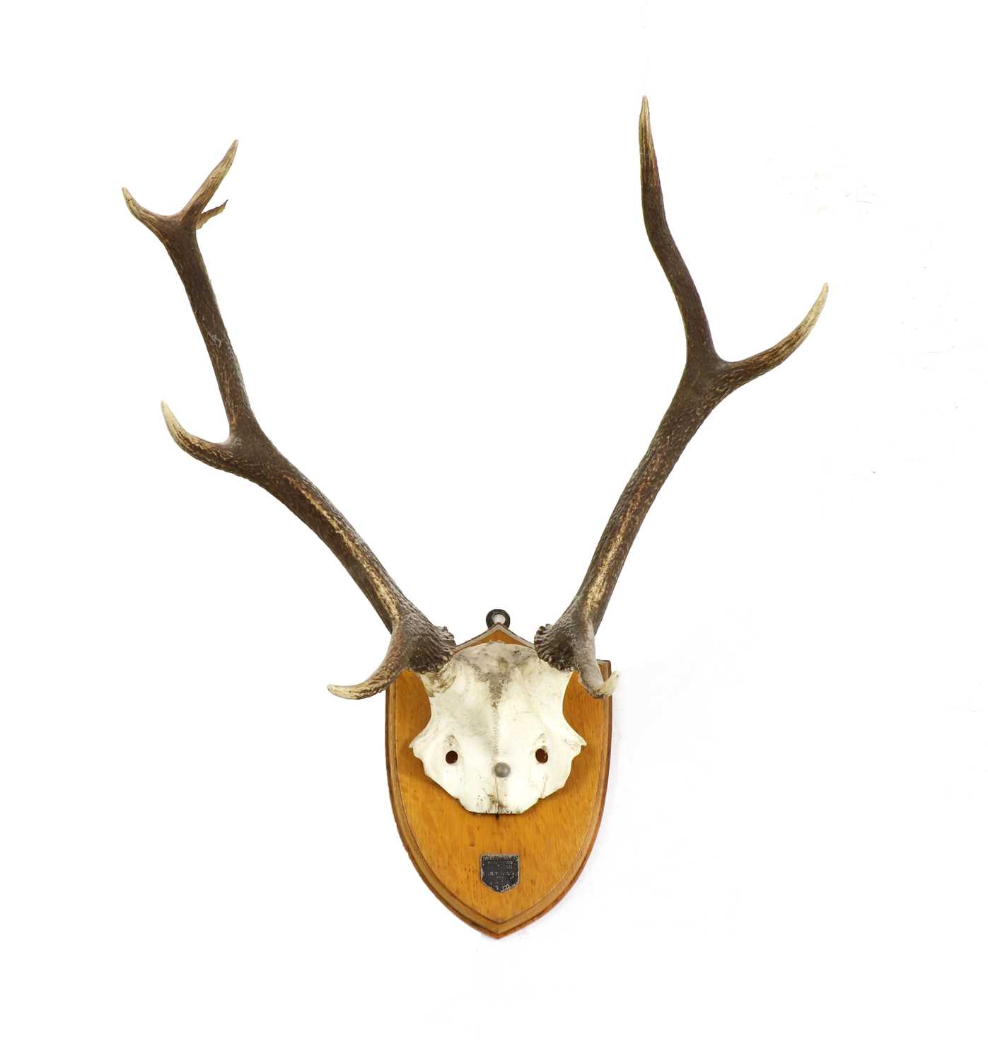 Lot 99 - A pair of mounted stag antlers