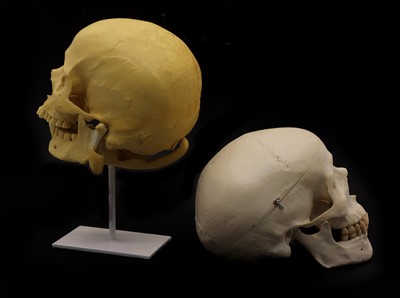 Lot 200 - A resin model of a skull
