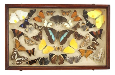 Lot 382 - Three cases of preserved butterflies