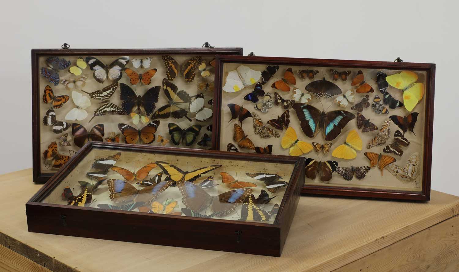 Lot 382 - Three cases of preserved butterflies