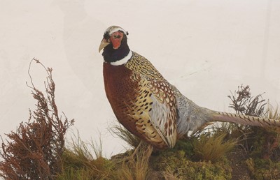 Lot 321 - A taxidermy pheasant