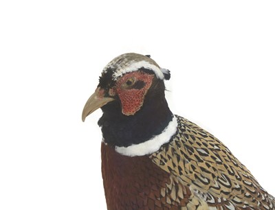 Lot 321 - A taxidermy pheasant