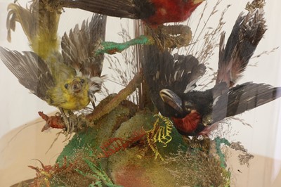 Lot 54 - Two ornithological taxidermy dioramas