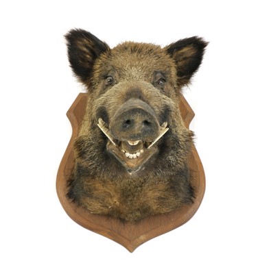 Lot 621 - A large taxidermy of a Boar's head