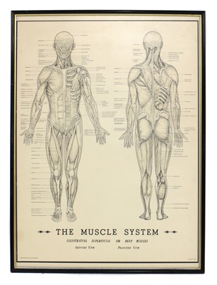 Lot 212 - A wall chart 'The Muscle System'