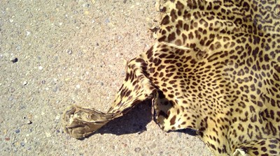 Lot 529 - An African leopard skin rug