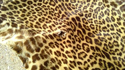 Lot 529 - An African leopard skin rug