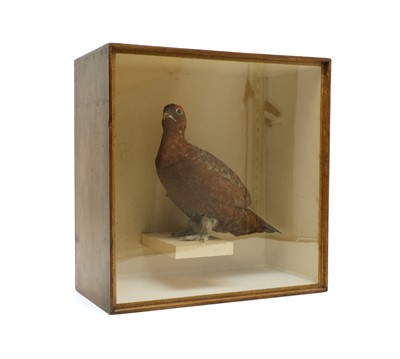 Lot 160 - A red grouse (Lagopus Lagopus Scotica)
