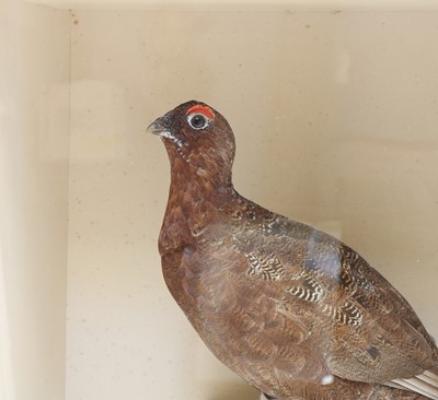 Lot 160 - A red grouse (Lagopus Lagopus Scotica)