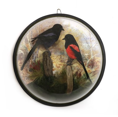 Lot 70 - MYTHICAL MAGPIES
