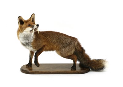 Lot 46 - SABRE-TOOTH FOX