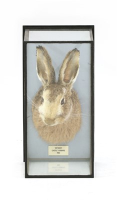 Lot 68 - PIED HARE