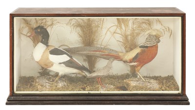 Lot 223 - axidermy: a golden pheasant, a shelduck and a wader