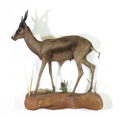 Lot 289 - Taxidermy: Black springbuck