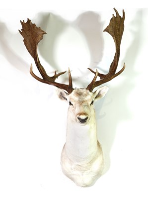 Lot 280 - Taxidermy: White fallow buck